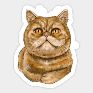 Exotic Shorthair cat Sticker